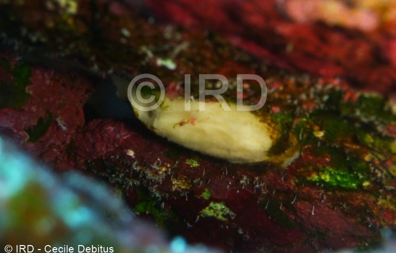 Halichondria sp - (4904) - Australes - Maria