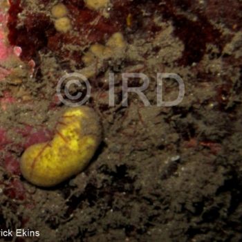 Halichondria sp - (4905) - Societe - Tahiti