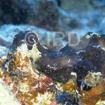 Haliclona Haliclona) sp - (0854) - Tuamotu - Hao