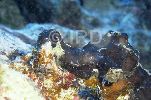 Haliclona Haliclona) sp - (0854) - Tuamotu - Hao