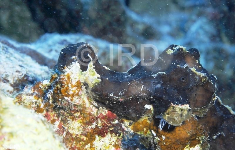 Haliclona Haliclona) sp - (0854) - Tuamotu - Hao