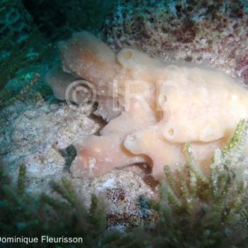 Haliclona (Haliclona) sp -(4468) - Tuamotu - Fakarava