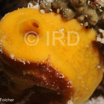 Haliclona-reniera sp - (2556) - Tuamotu - Tikehau