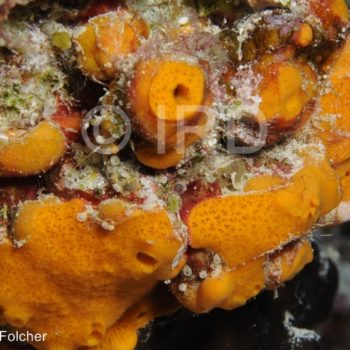 Haliclona-reniera sp - (2556) - Tuamotu - Tikehau