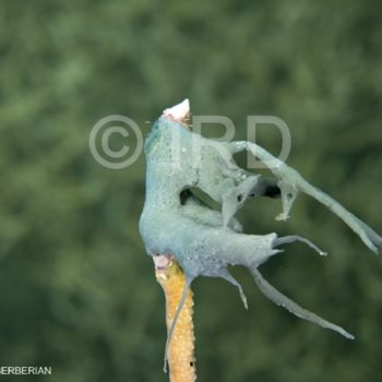 Haliclona (reniera) sp - (4900) - Australes - Rapa