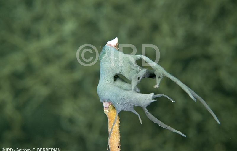 Haliclona (reniera) sp - (4900) - Australes - Rapa