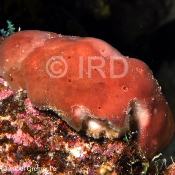 Haliclona sp - (2309) - Societe - Huahine