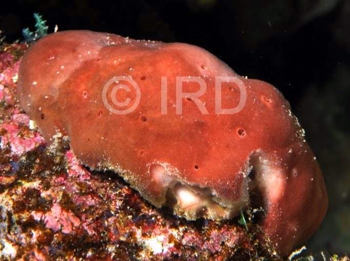 Haliclona sp - (2309) - Societe - Huahine