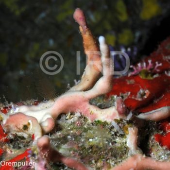 Haliclona sp - (4386) - Societe - Bora Bora