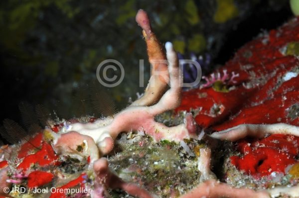 Haliclona sp - (4386) - Societe - Bora Bora