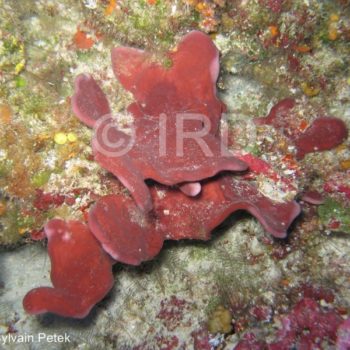 Haliclona sp - (4715) - Tuamotu - Rangiroa