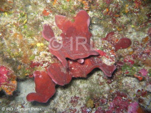 Haliclona sp - (4715) - Tuamotu - Rangiroa