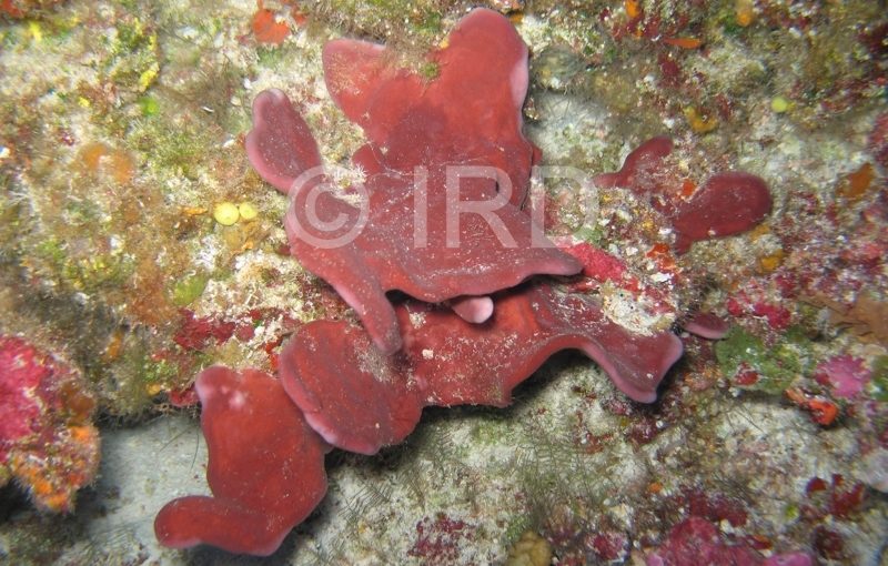 Haliclona sp - (4715) - Tuamotu - Rangiroa