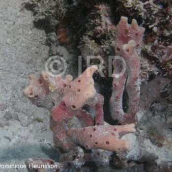 Haliclona sp - (4857) - Tuamotu - Fakarava