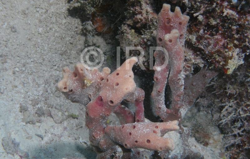 Haliclona sp - (4857) - Tuamotu - Fakarava