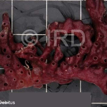 Haliclona sp - (4858) - Tuamotu - Raroia