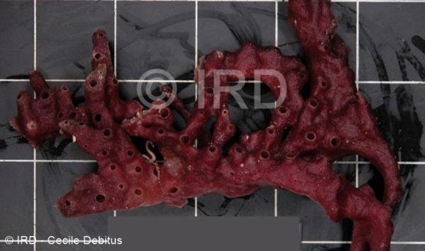 Haliclona sp - (4858) - Tuamotu - Raroia