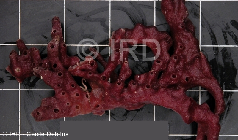Haliclona sp - (4858) - Tuamotu - Raroia