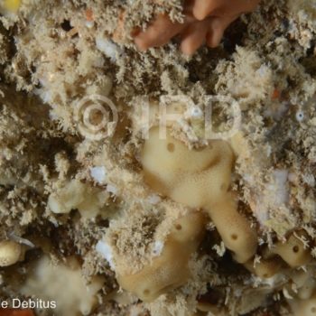 Haliclona sp - (4871) - Societe - Tahiti