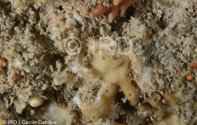 Haliclona sp - (4871) - Societe - Tahiti