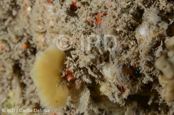 Haliclona sp - (4872) - Societe - Tahiti