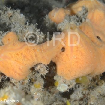 Haliclona sp - (4873) - Societe - Tahiti
