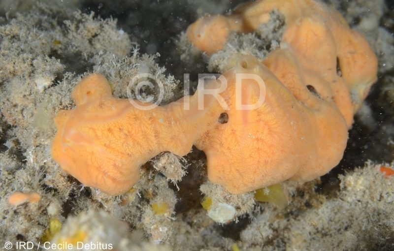 Haliclona sp - (4873) - Societe - Tahiti