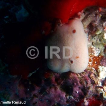 Halisarca laxus - Tuamotu - Toau