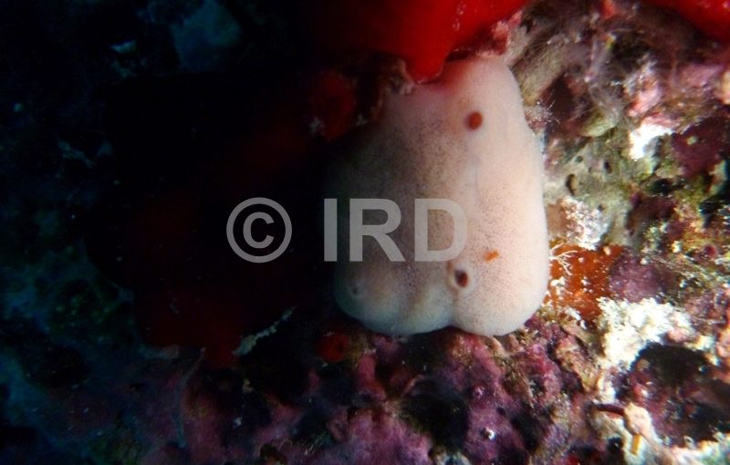 Halisarca laxus - Tuamotu - Toau