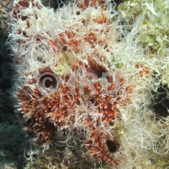 Halisarca sp (1231) - Tuamotu - Hao