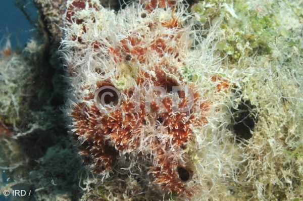 Halisarca sp (1231) - Tuamotu - Hao