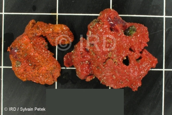 Higginsia-anfractuosa sp (1086) - Marquises - Ua Pou