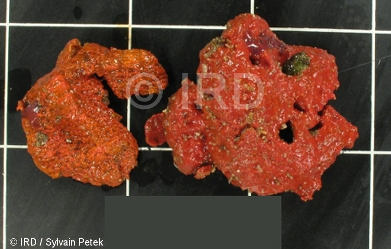 Higginsia-anfractuosa sp (1086) - Marquises - Ua Pou