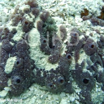 Hymeniacidon sp - (4898) - Tuamotu - Rangiroa