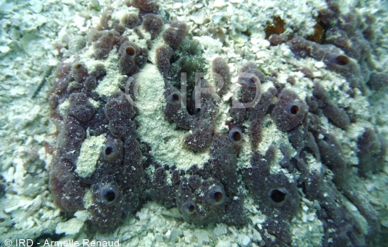 Hymeniacidon sp - (4898) - Tuamotu - Rangiroa