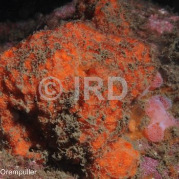 Hymerhabdia sp (4743) - Marquises - Nuku Hiva