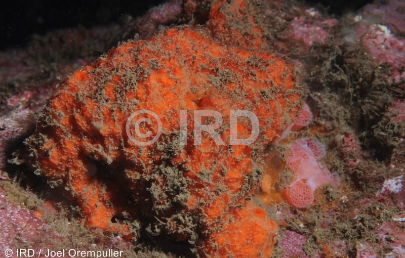 Hymerhabdia sp (4743) - Marquises - Nuku Hiva