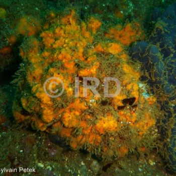 Hymerhabdia sp (4743) - Marquises - Eiao