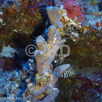 Hyrtios sp (3466) - Societe - Tahiti