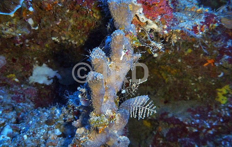 Hyrtios sp (3466) - Societe - Tahiti