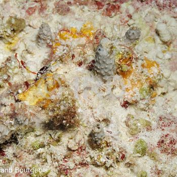 Hyrtios sp (778) - Tuamotu - Fakarava