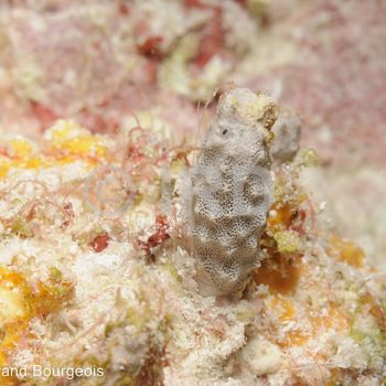 Hyrtios sp (778) - Tuamotu - Fakarava