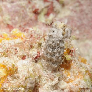 Hyrtios sp - (778) - Tuamotu - Fakarava