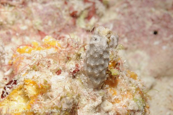 Hyrtios sp - (778) - Tuamotu - Fakarava