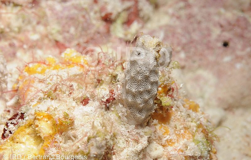 Hyrtios sp - (778) - Tuamotu - Fakarava