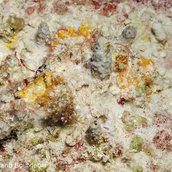 Hyrtios sp - (778) - Tuamotu - Fakarava