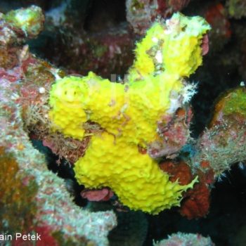 Ianthella reticulata - (2668) - Tuamotu - Takaroa