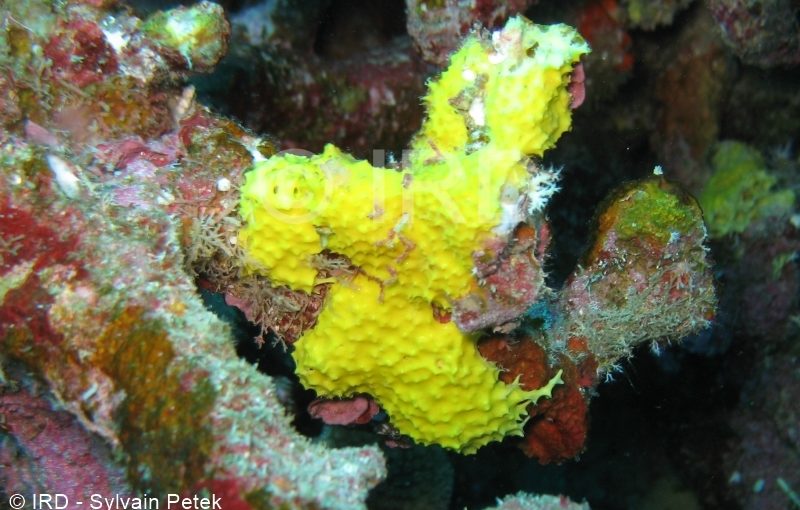 Ianthella reticulata - (2668) - Tuamotu - Takaroa