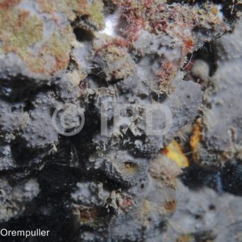 Lamellodysidea (2538) - Societe - Tahiti