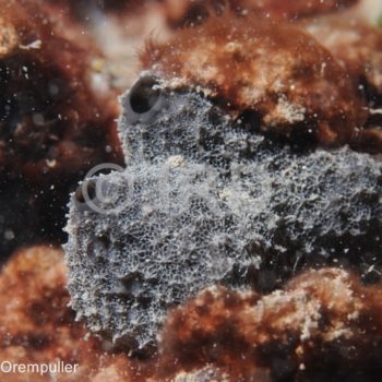 Lamellodysidea (2538) - Societe - Tahiti